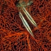 razorfish_kbrhr_v_0413_sul5593.jpg